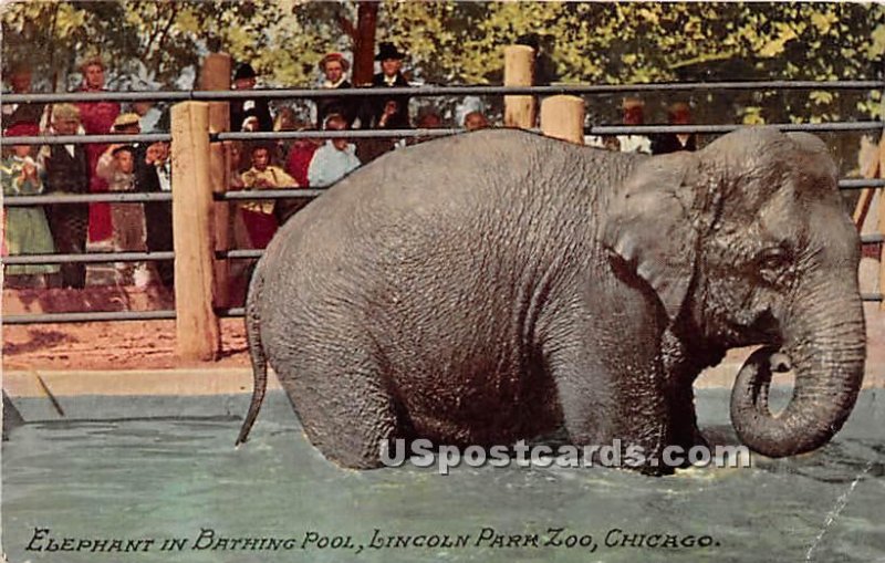 Elephant in Bathing Pool, Lincoln Park Zoo - Chicago, Illinois IL  