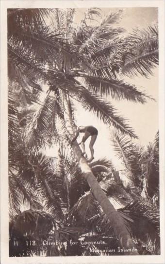 Climbing Coconut Tree For Coconuts Hawaiian Islands Real Photo