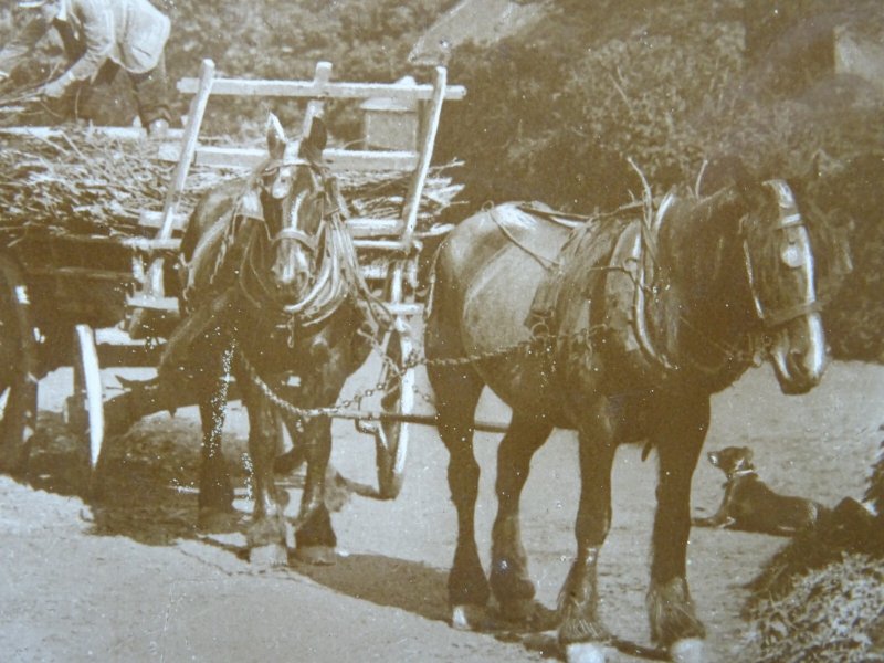 Devon Mothecombe - Summer's Day HORSE DRAWN LOGGING / TIMBER CART c1909 RPPC