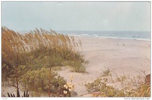 The Sub-Tropical Sea Island of  South Carolina,  40-60s