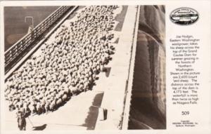 Eastern Washington Joe Hodgin Woolgrower Marching 2,600 Sheep Across Grand Co...