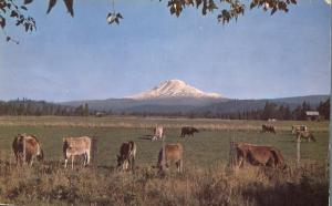 Cattle Grazing - Snowcapped Mt Adams WA, Washington