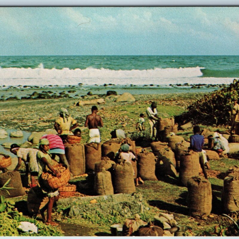 c1970s Argyle, St. Vincent, West Indies Natives Bagging Peanut Dukane WI PC A197