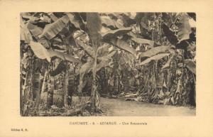 CPA Dahomey Afrique -  Adjarah - Une Bananeraie (86761)
