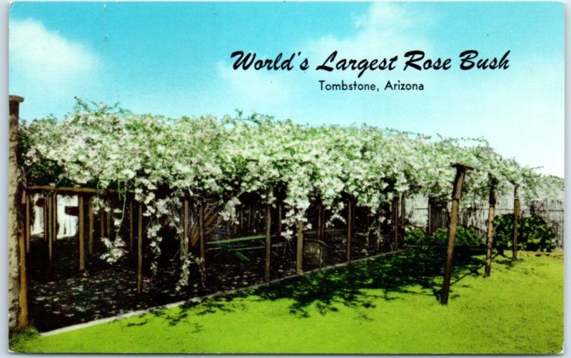 Postcard - The World's Largest Rose Bush - Tombstone, Arizona