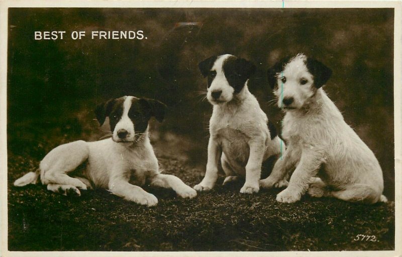 Puppy dogs best of friends photo postcard