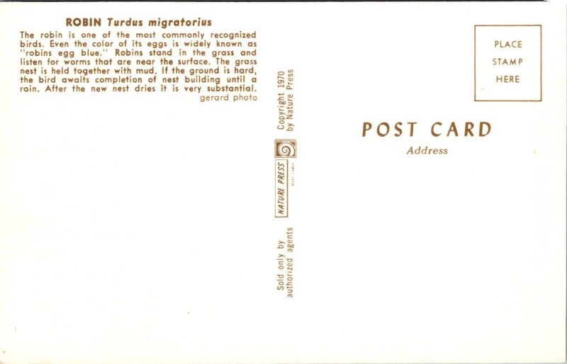 Robin - Nest & Eggs - [MX-659]