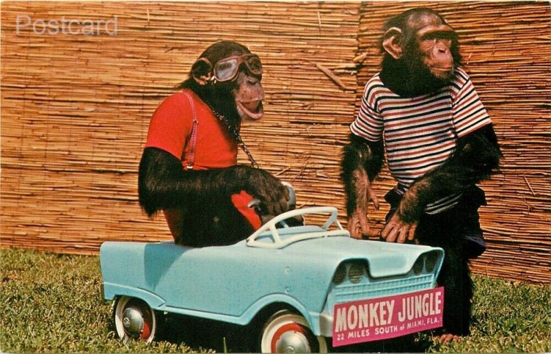 FL, Miami, Florida, Monkey Jungle, Two Chimps out for Spin, No. 7031