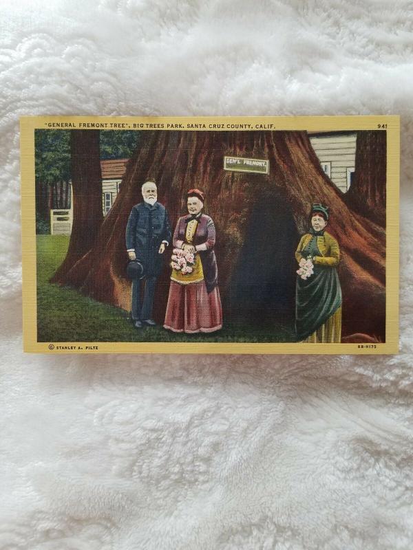 Antique Postcard, General Fremont Tree, Big Tees Park, Santa Cruz County, CA