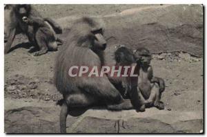 Old Postcard Monkey Paris Museum of Natural & # 39histoire Zoo, Bois de Vince...