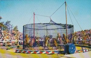 Florida Sarasota Training Wild Animals At Winter Quarters