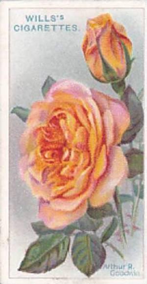 Wills Vintage Cigarette Card Roses A Series 1912 No 43 Arthur R Goodwin