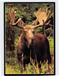 Postcard Bull Moose In The Velvet