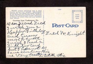 FL Orange Tree Grove in Florida Postcard US PC