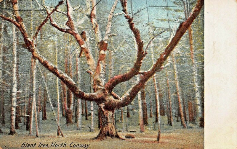 GIANT TREE NORTH CONWAY NEW HAMPSHIRE 1900s POSTCARD