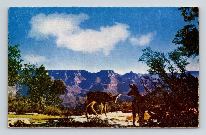 Grand Canyon National Park Arizona Deer Scenic Wildlife Chrome Postcard 