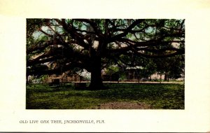 Florida Jacksonville Old Livre Oak Tree