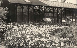 San Diego California CA Mission Cliff Gardens c1910 Real Photo Postcard