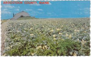 Potato Field in Bloom - Aroostook County ME, Maine