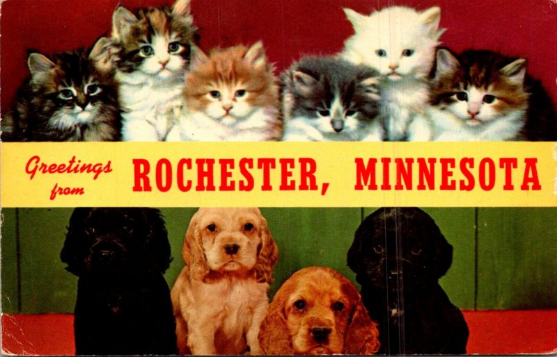 Minnesota Greetings From Rochester Split View Puppies and Kittens