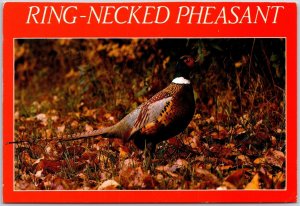 Ring-Necked Pheasant On A Weedy Place Bird Animal Postcard