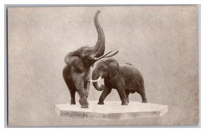 African Elephant Field Museum Of Natural History Chicago Illinois Postcard