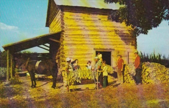 Stringing Tobacco At Harvest Time