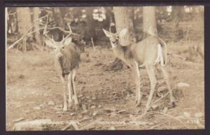 Northwoods Deer,Ironwood,MI Postcard 