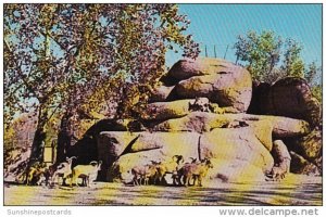 Barbary Sheep Saint Louis Zoological Garden Forest Park Saint Louis Missouri