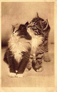 Tunbridge Wells Kent Graphic Studios Two Kittens Postcard
