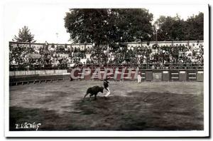 Modern Postcard Bullfight Bullfight In The Country Landais landaise popular F...