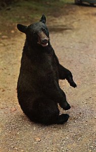 Black Bear Strikes a Pose