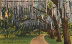 Vintage Postcard 1941 Live Oak Drive Garmett Orange Grove St. Augustine Florida