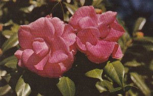 Alabama Mobile Bellingrath Gardens Camellia Japonica