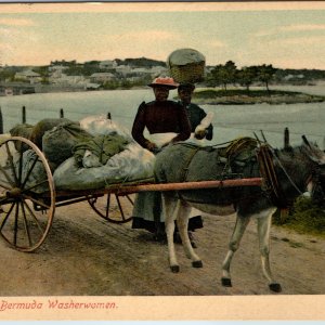 c1910s Hamilton Bermuda No 59 Washerwomen Postcard Donkey Cart Wm Weiss & Co