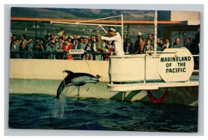 Vintage 1960's Postcard - Dolphins Jumping Marineland of the Pacific California