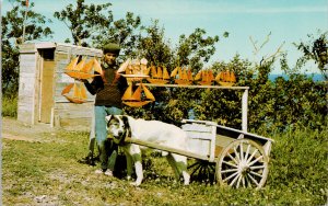 La Gaspesie QC Boy Dogcart Sailboats Boats Dog Cart Unused Postcard G65