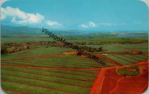 Dole Pineapple Fields Oahu Hawaii Postcard PC298