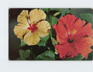 Postcard Florida Hibiscus, Florida