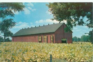Scott County Kentucky Tobacco Barn Vintage Chrome Postcard Unused