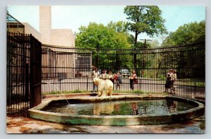 Zoo at Seneca Park  Rochester  New York  Polar Bear    Postcard