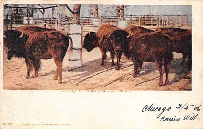 Buffalo in Lincoln Park Zoo Chicago, Illinois, USA Buffalo Unused glitter on ...