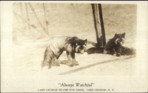 Lake George NY Silver Fox Farm c1915 Real Photo Postcard