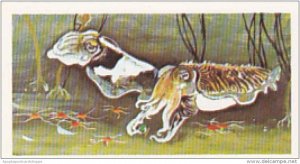 Brooke Bond Vintage Trade Card Wonders Of Wildlife 1976 No 25 Cuttlefish Quic...