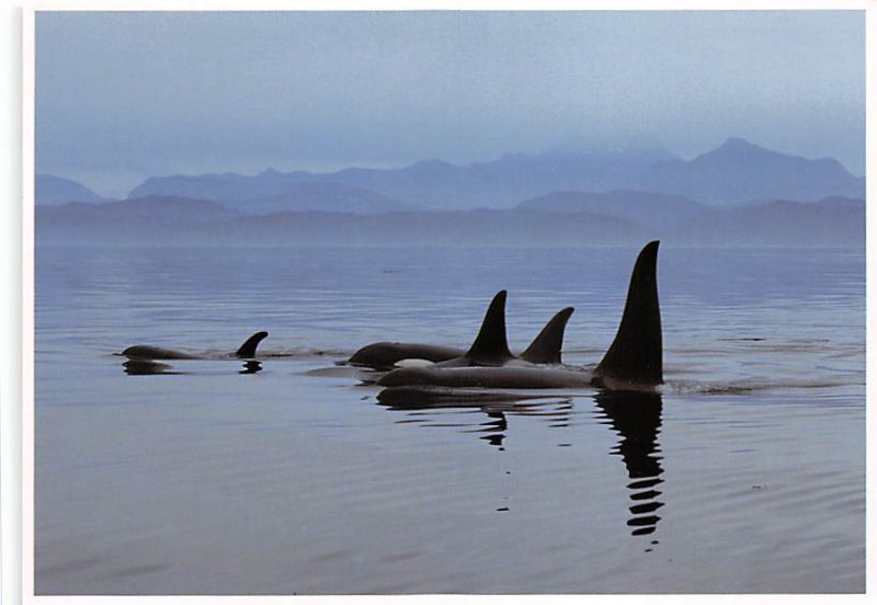 A Pod Of Orcas, Photo By Peter Thomas 