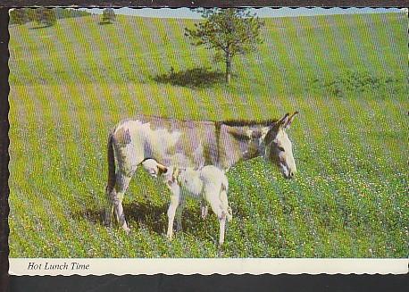 Hot Lunch Time Burros Postcard BIN 