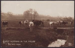 Early Morning in the Fields,Cattle Postcard