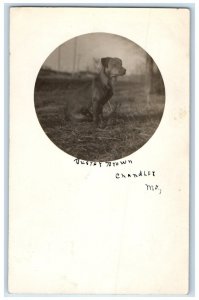 1909 Bustey Brown Pit Bull Puppy Dog Chandley Missouri MO PPPC Photo Postcard