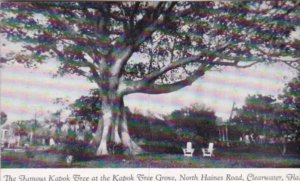 Florida Clearwater Famous Kapok Tree At The Kapok Tree Grove North Haines Road