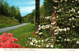 Dogwood Blossoms at Otter Creek,Blue Ridge Parkway,NC
